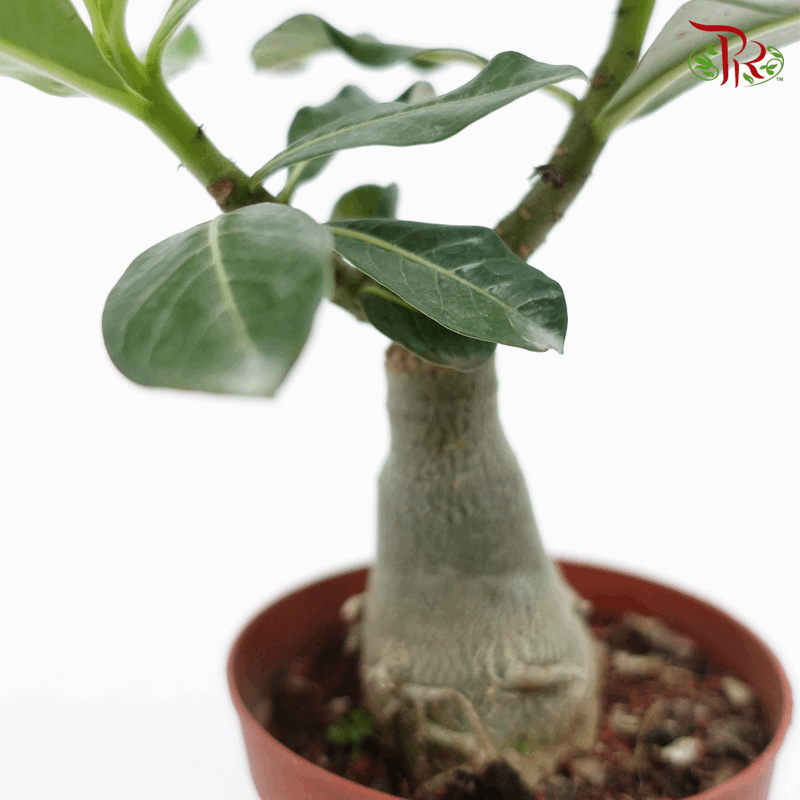 Adenium 《富贵花》- Pink/Red Flower-Pudu Ria Florist-prflorist.com.my