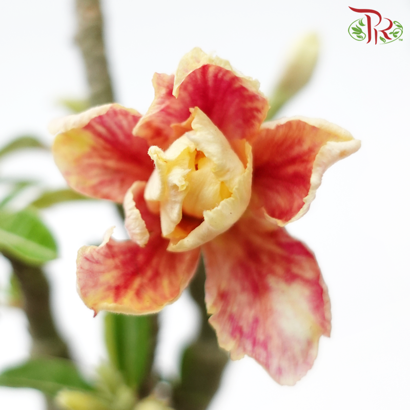 Adenium 《富贵花》- Pink/Red Flower-Pudu Ria Florist-prflorist.com.my