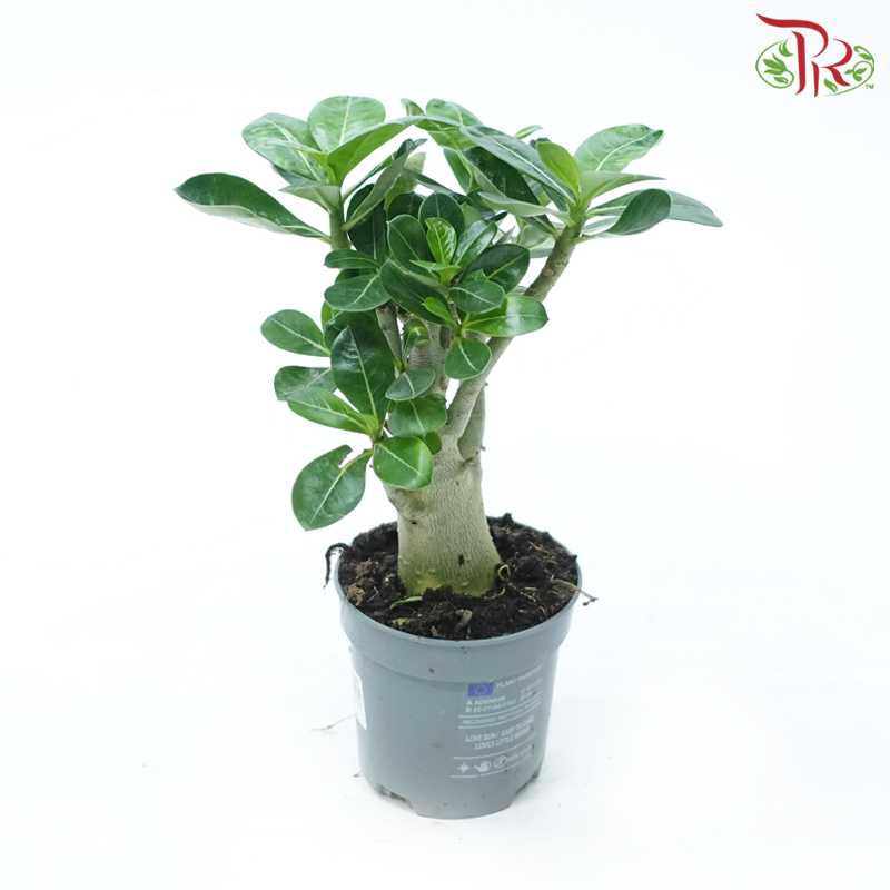 Adenium Obesium (Imported)《富贵花》