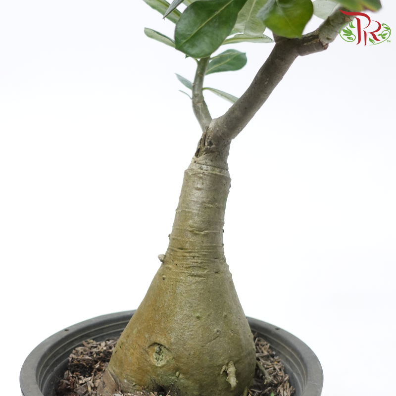 Adenium P180《富贵花》