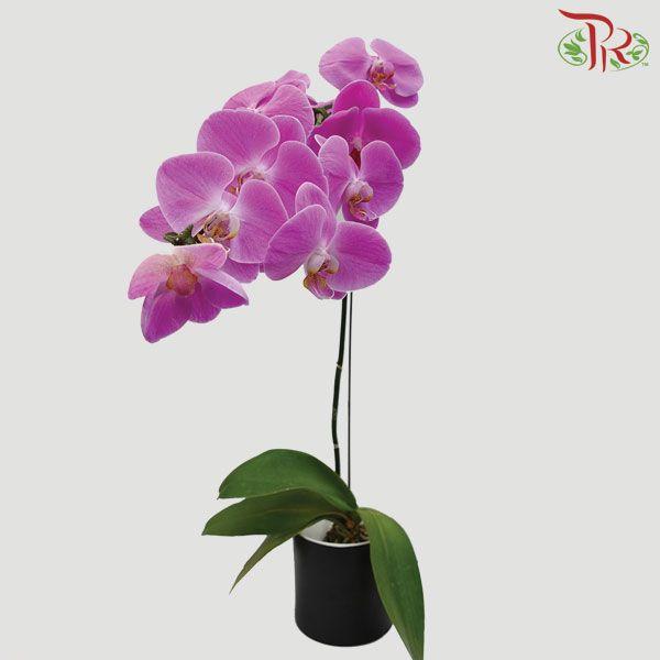 Phalaenopsis Orchid - Light Pink With Yellow Lips *With No Vase - Pudu Ria Florist