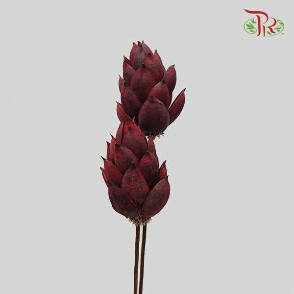 Dry Phoenix Tree Bud - Full Maroon - Pudu Ria Florist