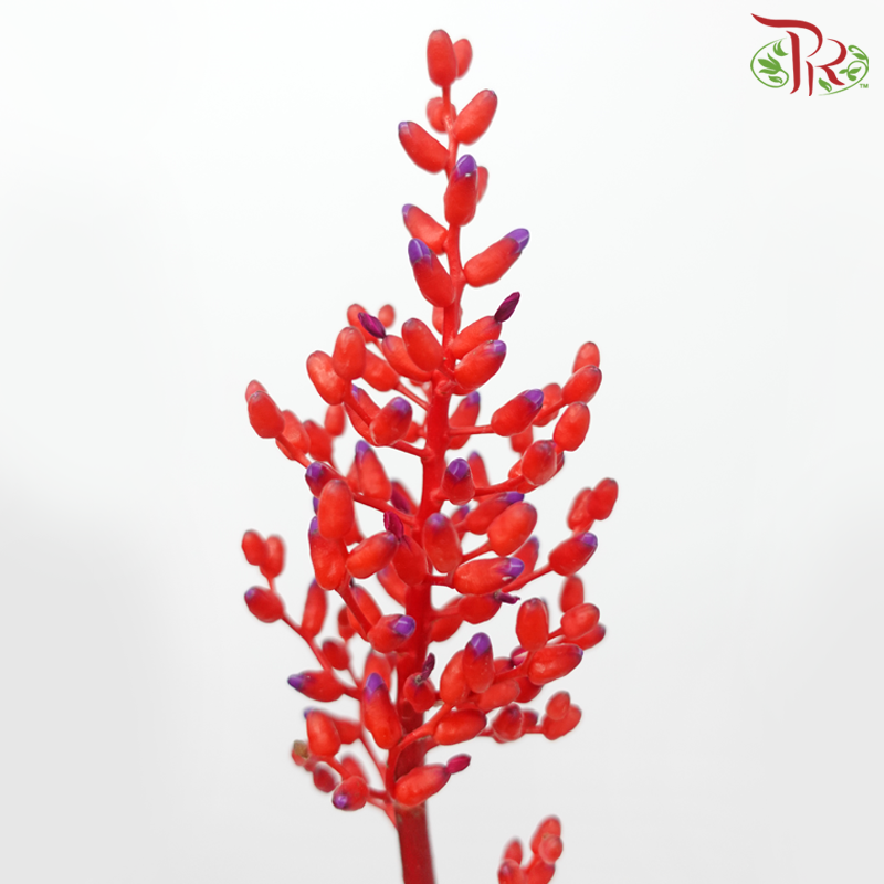 Aechmea Fulgens - Red (Per Bunch)-Red-Japan-prflorist.com.my