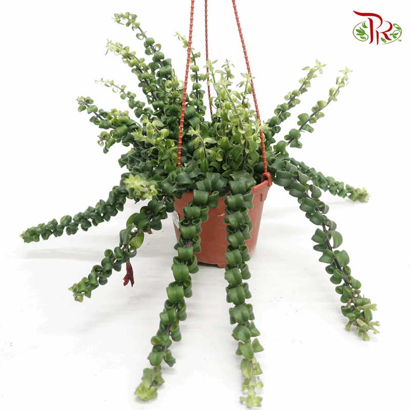 Aeschynanthus Radicans (Lipstick Plant) 《毛萼口红花》