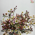 Wax Flower 《蜡花》