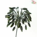 Agapanthus - Green (5 Stems)-Green-Netherland-prflorist.com.my