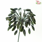 Agapanthus - Green (5 Stems)-Green-Netherland-prflorist.com.my