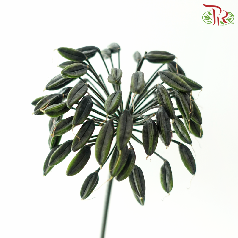 Agapanthus - Green (5 Stems)-Green-Netherland-prflorist.com.my