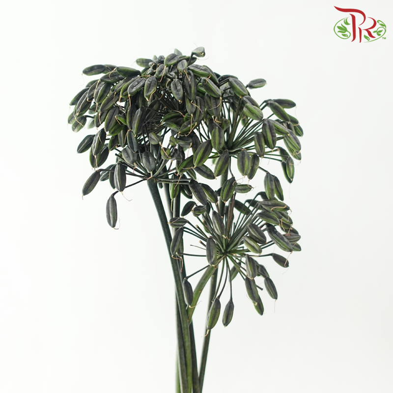 Agapanthus - Green (5 Stems)-Green-Netherland-prflorist.com.my