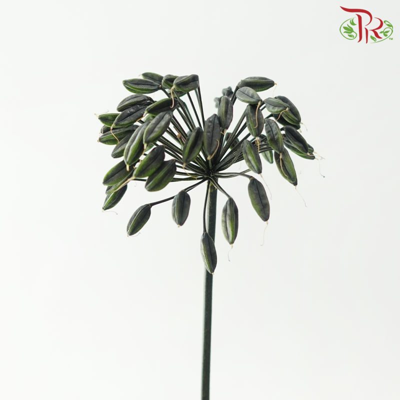 Agapanthus - Green (5 Stems)-Green-Netherland-prflorist.com.my