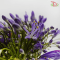 Agapanthus - Purple (10 Stems)-Purple-China-prflorist.com.my
