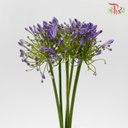 Agapanthus - Purple (10 Stems)-Purple-China-prflorist.com.my