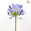 Agapanthus - Purple (5 Stems)-Purple-Malaysia-prflorist.com.my
