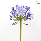 Agapanthus - Purple (5 Stems)-Purple-Malaysia-prflorist.com.my