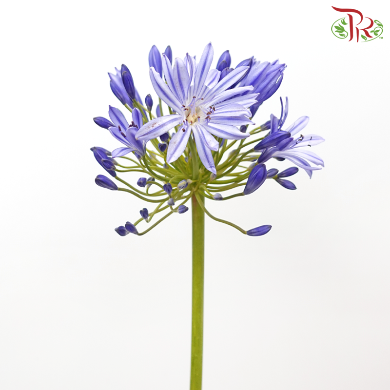 Agapanthus - Purple (5 Stems)-Purple-Malaysia-prflorist.com.my