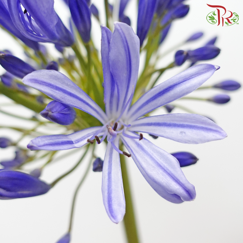 Agapanthus - Purple (5 Stems)-Purple-Malaysia-prflorist.com.my