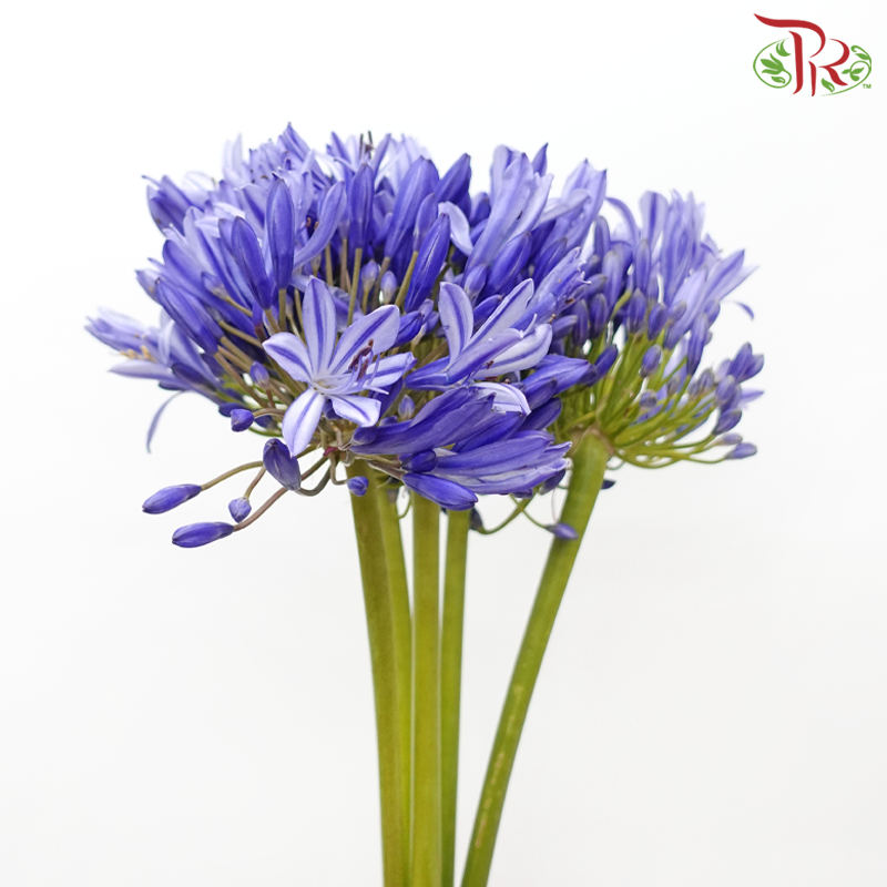 Agapanthus - Purple (5 Stems)-Purple-Malaysia-prflorist.com.my