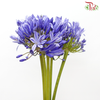 Agapanthus - Purple (5 Stems)-Purple-Malaysia-prflorist.com.my