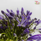 Agapanthus Purple - (5 Stems)-Purple-Netherland-prflorist.com.my
