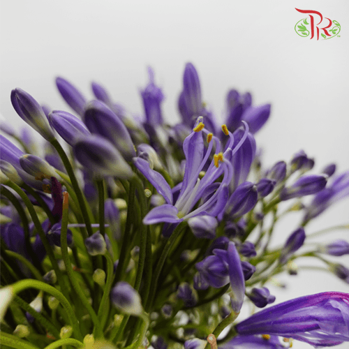 Agapanthus Purple - (5 Stems)-Purple-Netherland-prflorist.com.my