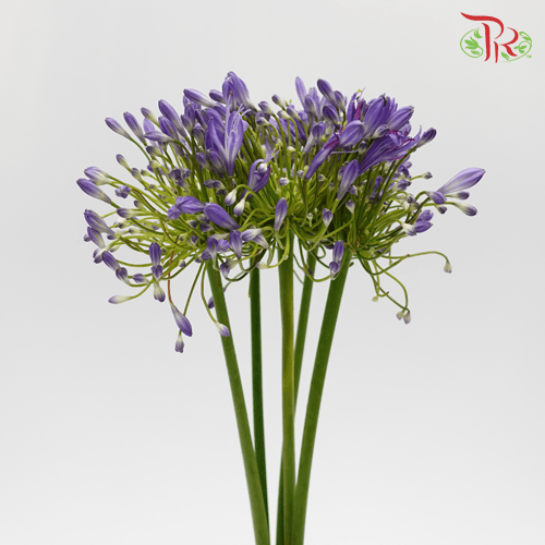 Agapanthus Purple - (5 Stems)-Purple-Netherland-prflorist.com.my
