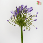 Agapanthus Purple - (5 Stems)-Purple-Netherland-prflorist.com.my