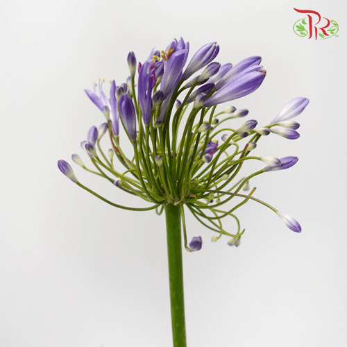 Agapanthus Purple - (5 Stems)-Purple-Netherland-prflorist.com.my
