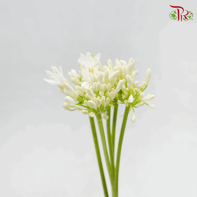 Agapanthus White - (10 Stems)-White-Kenya-prflorist.com.my