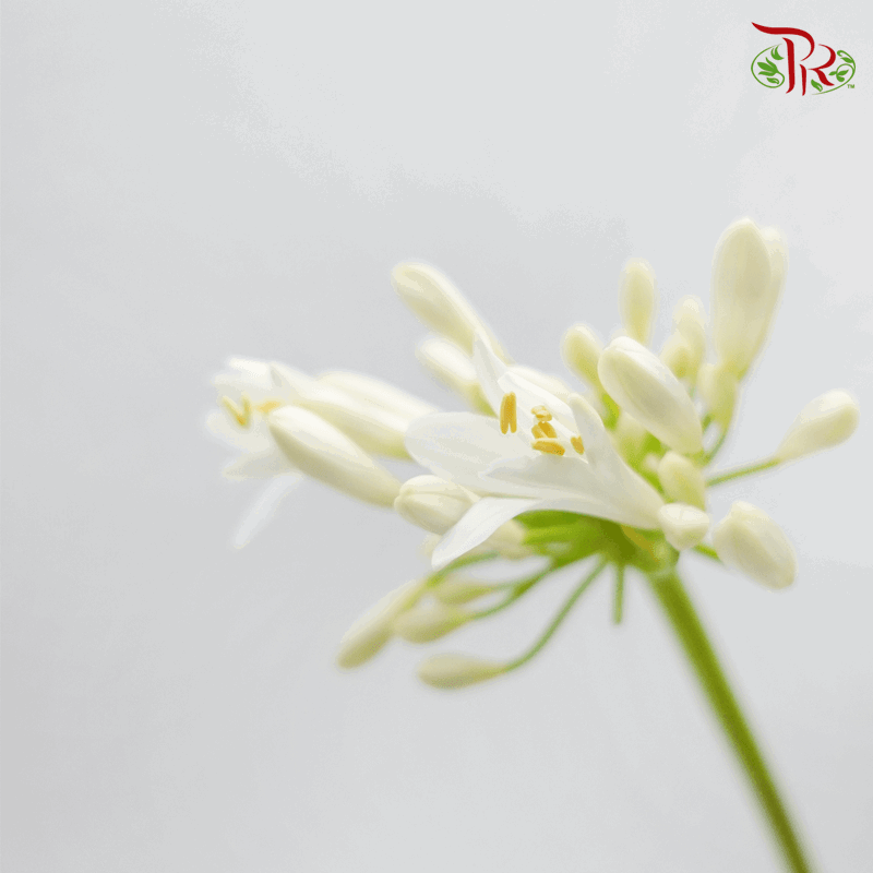 Agapanthus White - (5 Stems)-White-Netherland-prflorist.com.my
