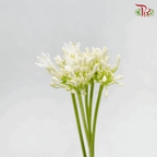 Agapanthus White - (5 Stems)-White-Netherland-prflorist.com.my