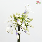 Agapanthus White & Purple - (5 Stems)-White & Purple-Netherland-prflorist.com.my