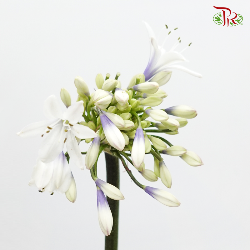 Agapanthus White & Purple - (5 Stems)-White & Purple-Netherland-prflorist.com.my