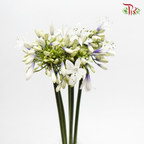 Agapanthus White & Purple - (5 Stems)-White & Purple-Netherland-prflorist.com.my