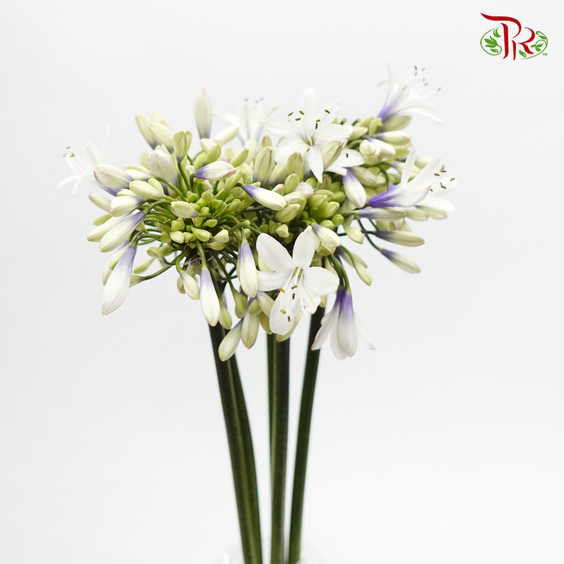Agapanthus White & Purple - (5 Stems)-White & Purple-Netherland-prflorist.com.my
