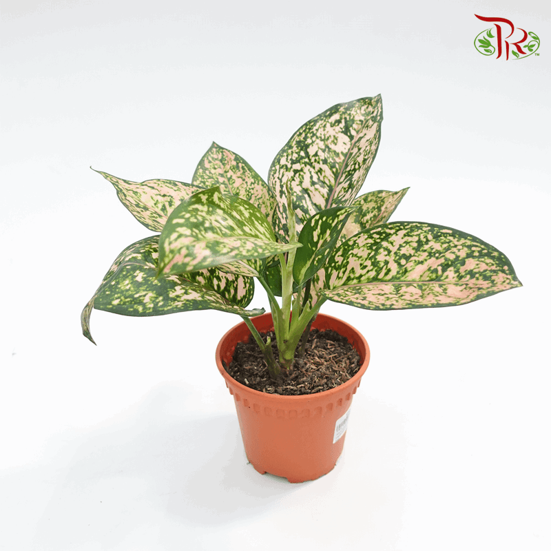 Aglaonema Lady Valentine  《情人粗肋草》