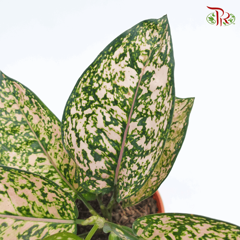 Aglaonema Lady Valentine  《情人粗肋草》