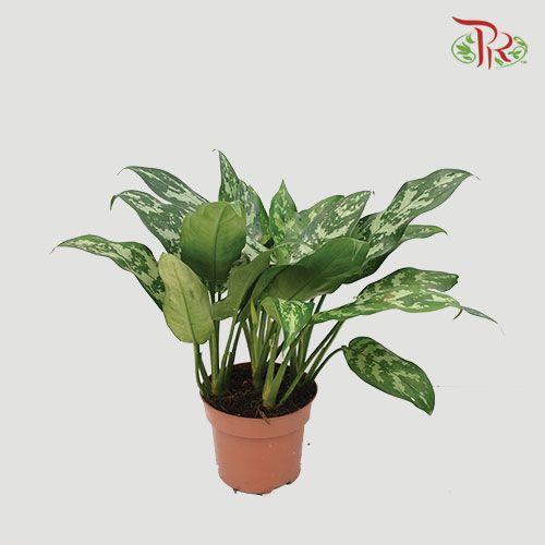 Aglaonema Maria《玛利亚粗肋草》