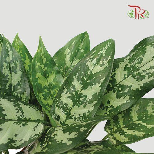 Aglaonema Maria《玛利亚粗肋草》