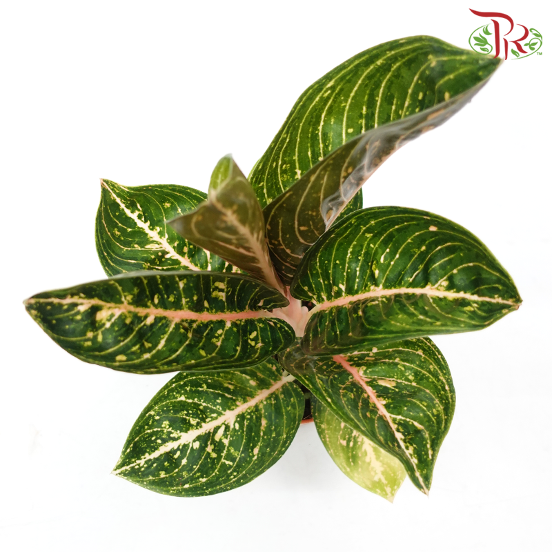 Aglaonema Night Fairy《粗肋草》