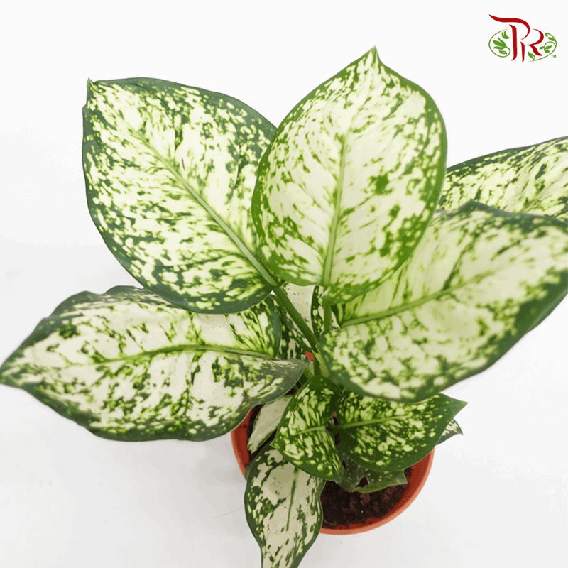 Aglaonema Poki White 《粗肋草》
