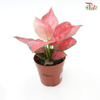 Aglaonema Jili (Pinkish red)《粗肋草》