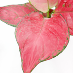 Aglaonema Jili (Pinkish red)《粗肋草》