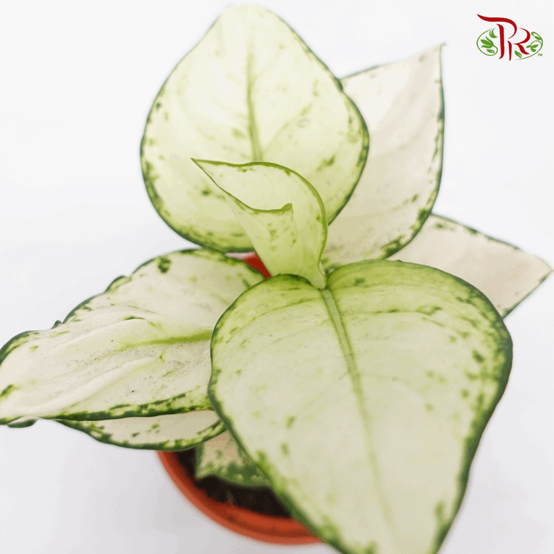 Aglaonema Super White《亞曼尼粗肋草》