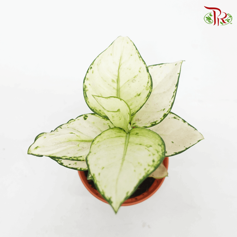 Aglaonema Super White《亞曼尼粗肋草》