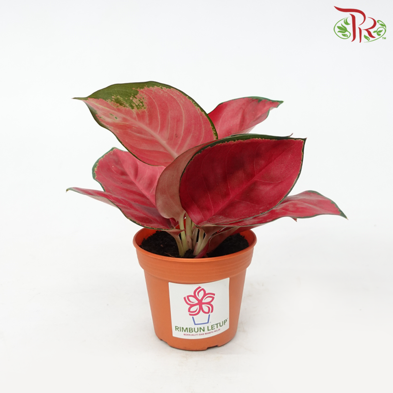 Aglaonema Red Happines P105 紅財神粗助草 (LC)