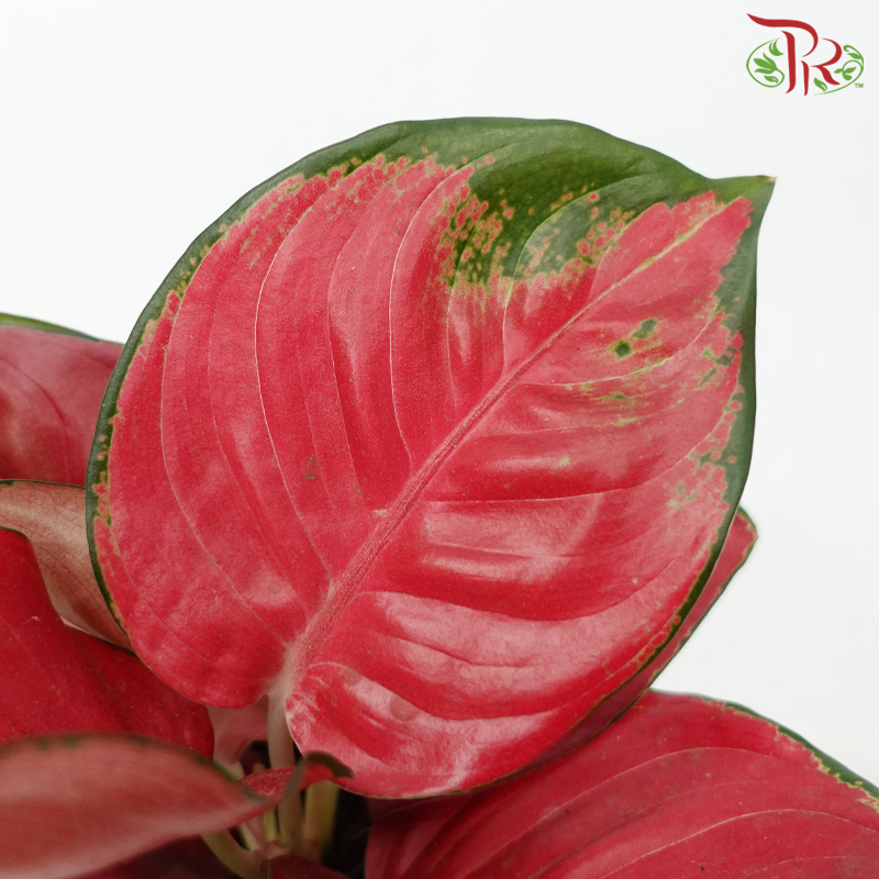Aglaonema Red Happines P105 紅財神粗助草 (LC)