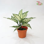 Aglaonema Snowy White
