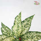 Aglaonema Snowy White