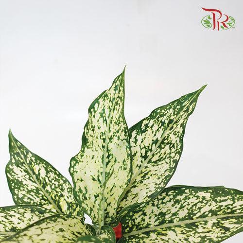 Aglaonema Snowy White