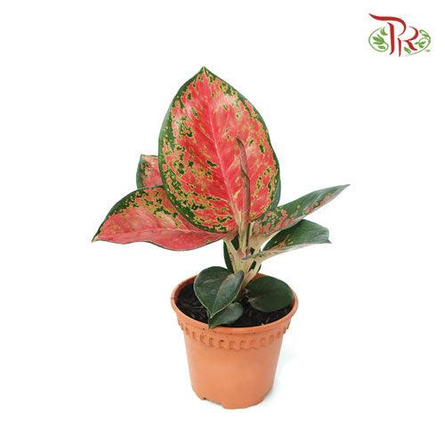 Aglaonema Yuan Yang《粗肋草》-Pudu Ria Florist-prflorist.com.my